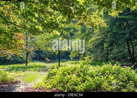 The Duisburg city forest, a forest area of approx. 600 ha in the south-east of Duisburg, wooden lounger at the meditation meadow, NRW, Germany, Stock Photo