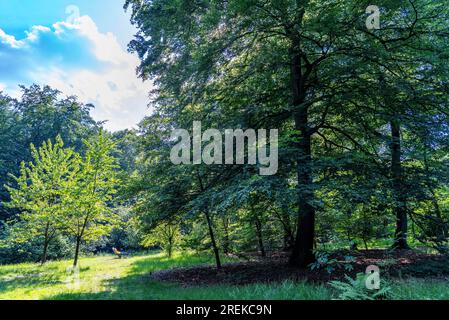 The Duisburg city forest, a forest area of approx. 600 ha in the south-east of Duisburg, wooden lounger at the meditation meadow, NRW, Germany, Stock Photo