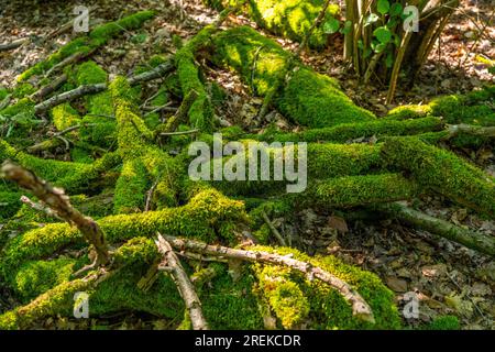 The Duisburg city forest, a forest area of approx. 600 ha in the south-east of Duisburg, mossy branches, NRW, Germany, Stock Photo