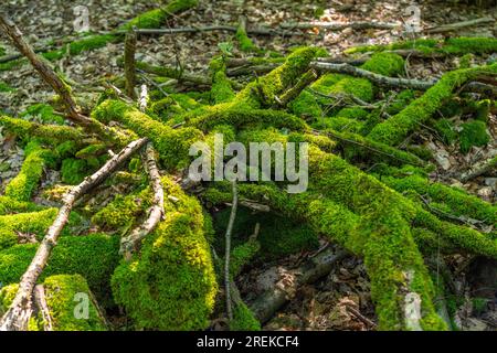 The Duisburg city forest, a forest area of approx. 600 ha in the south-east of Duisburg, mossy branches, NRW, Germany, Stock Photo