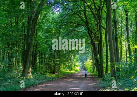 The Duisburg City Forest, a forest area of approx. 600 ha in the south-east of Duisburg, NRW, Germany., Stock Photo