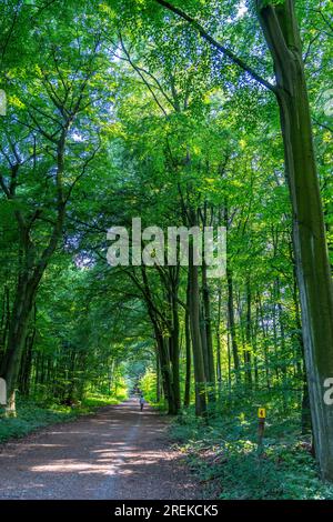 The Duisburg City Forest, a forest area of approx. 600 ha in the south-east of Duisburg, NRW, Germany., Stock Photo