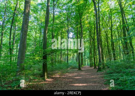 The Duisburg City Forest, a forest area of approx. 600 ha in the south-east of Duisburg, NRW, Germany., Stock Photo