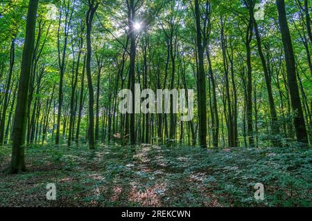 The Duisburg City Forest, a forest area of approx. 600 ha in the south-east of Duisburg, NRW, Germany., Stock Photo