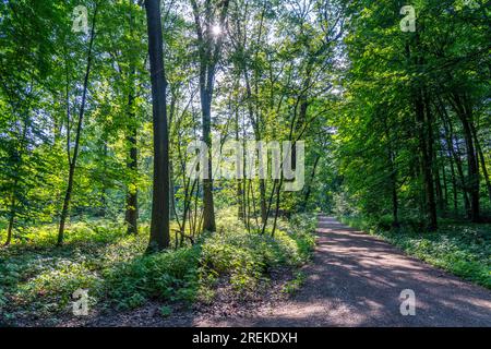 The Duisburg City Forest, a forest area of approx. 600 ha in the south-east of Duisburg, NRW, Germany., Stock Photo