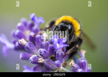 Bumblebee, earth bumblebee on a lavender flower, Stock Photo