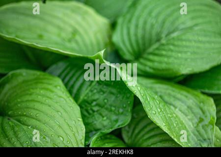 hosta plant features green leaves, making it a perfect addition to tropical gardens with its lush foliage. Stock Photo