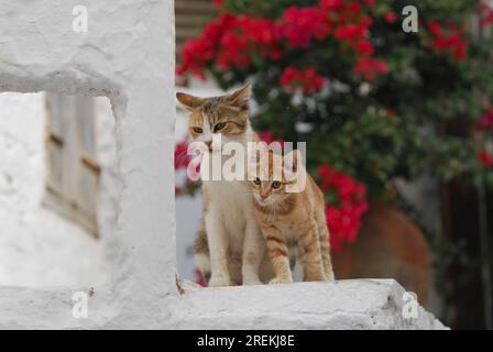 Young domestic kitten rubbing head against its mother, Tinos Island, Cyclades, Greece, kitten and mother, side by side, Cyclades, Greece Stock Photo