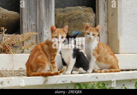 Three young domestic kittens, bicolour, red-tiger-white and black-white, sitting side by side on an old windowsill, Tinos Island, Cyclades, Greece Stock Photo