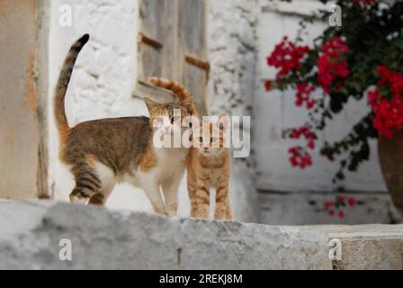 Young domestic kitten with mother, standing side by side, Tinos Island, Cyclades, Greece, kitten and mother, side by side, Cyclades, Greece Stock Photo