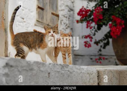 Young domestic kitten with mother, standing side by side, Tinos Island, Cyclades, Greece, kitten and mother, side by side, Cyclades, Greece Stock Photo