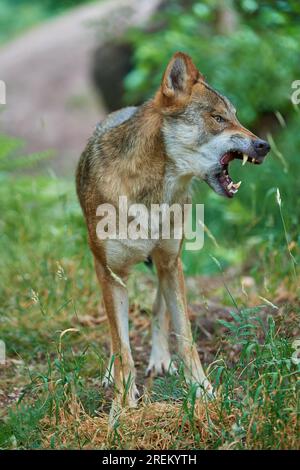 European gray wolf (Canis lupus), baring its teeth, summer, Germany Stock Photo