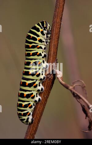 Swallowtail (Papilio machaon) Caterpillar, North Rhine-Westphalia, Germany Stock Photo