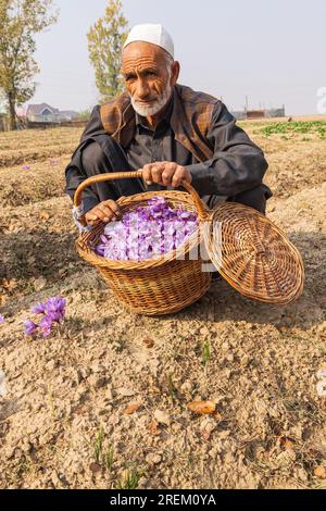 Chanda Haro, Pampore, Jammu and Kashmir, India. October 29, 2022. Man with a basket of saffron crocus flowers in a field in Jammu and Kashmir. Stock Photo
