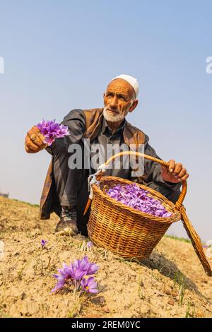 Chanda Haro, Pampore, Jammu and Kashmir, India. October 29, 2022. Man with a basket of saffron crocus flowers in a field in Jammu and Kashmir. Stock Photo