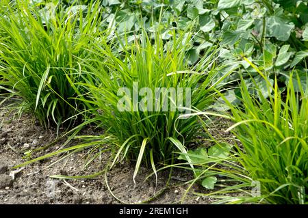 Tigernuts (Cyperus esculentus) Stock Photo