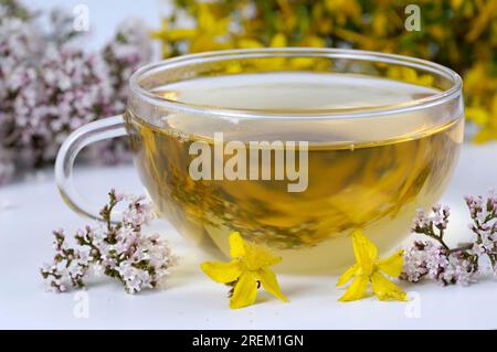 Cup of tea with valerian and St. John's wort (Valeriana officinalis) (Hypericum perforatum), calming tea, valerian tea, St. John's wort tea Stock Photo