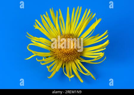 Elfflower (Inula helenium) Stock Photo