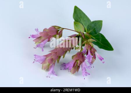 Marjoram 'Bristol Cross' (Origanum) Stock Photo