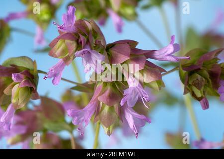 Marjoram 'Bristol Cross' (Origanum) Stock Photo