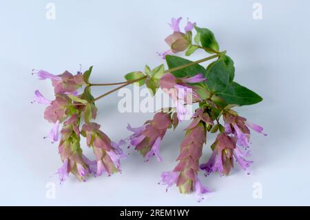 Marjoram 'Bristol Cross' (Origanum) Stock Photo