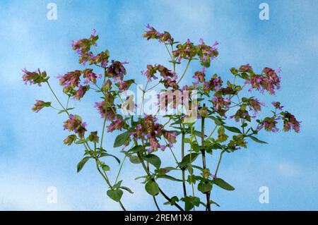 Marjoram 'Bristol Cross' (Origanum) Stock Photo