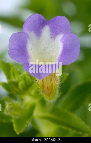 Rice paddy (Limnophila aromatica), Rau Om Stock Photo