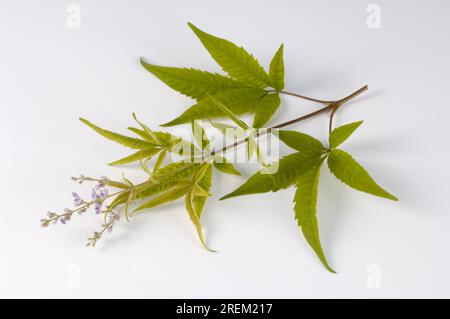 Monk's pepper (Vitex negundo heterophylla) Stock Photo