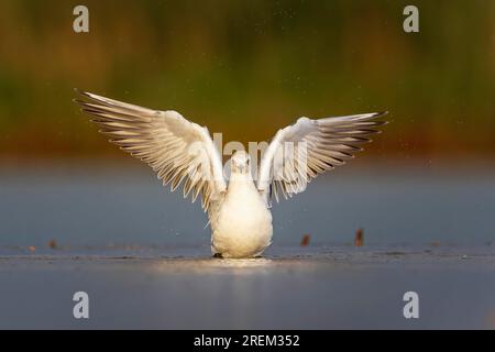 Black-headed Black-headed Gull (Chroicocephalus ridibundus) Juvenile plumage, bathing, plumage care, spreading wings, UNESCO Biosphere Reserve Elbe Stock Photo