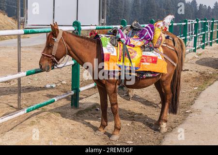 Khansahib Tehsil, Jammu and Kashmir, India. October 31, 2022. A saddled horse in Jammu and Kashmir. Stock Photo