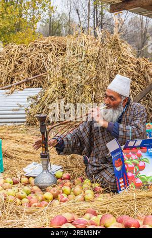 Raiyar Beruwa, Khansahib Tehsil, Jammu and Kashmir, India. October 31, 2022. Apple packer smoking tobacco. Stock Photo