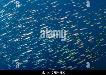 School of Slender Fusiliers, Gymnocaesio gymnoptera, Japanese Wreck dive site, Amed, Bali, Indonesia, Indian Ocean Stock Photo