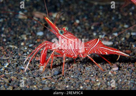 Dancing Shrimp, Rhynchocinetes durbanensis, Amed Beach dive site, Amed, Bali, Indonesia, Indian Ocean Stock Photo