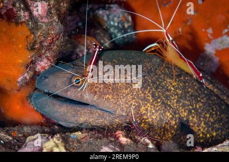 Yellow-edged Moray Eel, Gymnothorax flavimarginatus, being cleaned by Hump-back Cleaner Shrimp, Lysmata amboinensis, Seraya House Reef dive site, Sera Stock Photo