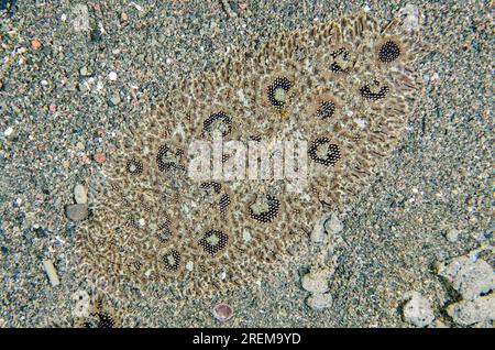 Hartzfeld's Sole, Heteromycteris hartzfeldii, camouflaged on sand, Puri Jati dive site, Seririt, Buleleng Regency, Bali, Indonesia Stock Photo