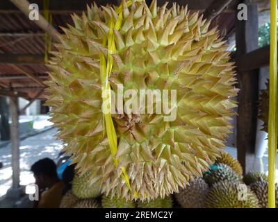 Jaune Durian Thai Tropical Malodorant Aliments Isolés Image stock