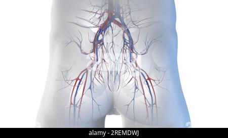 Blood vessels of the hip, illustration. Stock Photo