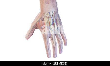 Hand Human Back Anatomy of back of human hand Stock Photo - Alamy