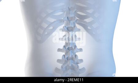 Posterior lumbar spine, illustration. Stock Photo