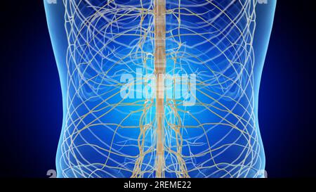 Lower spinal cord, illustration. Stock Photo