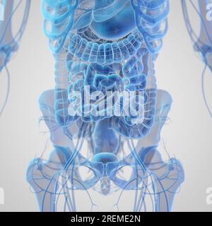Abdominal organs, illustration Stock Photo - Alamy