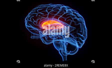 The putamen, illustration Stock Photo Alamy
