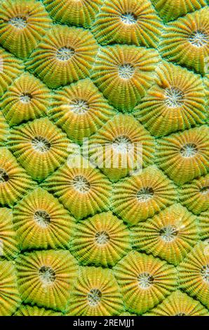 Honeycomb Coral, Diploastrea heliopora, corallites, Underwater Temple dive site, Pemuteran, Buleleng Regency, Bali, Indonesia Stock Photo