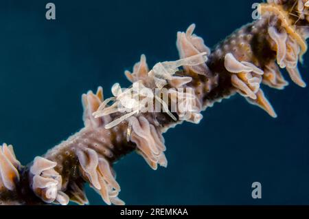 Whip Coral Shrimp, Pontonides unciger, on Whip Coral, Alcyonacea Order, Underwater Temple dive site, Pemuteran, Buleleng Regency, Bali, Indonesia Stock Photo