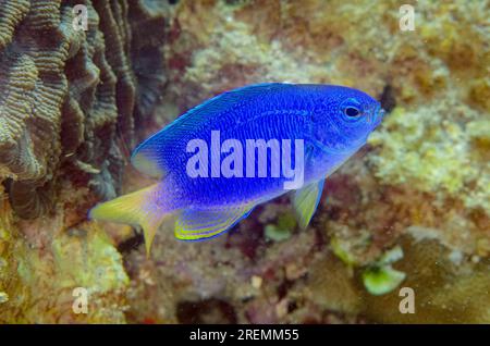 Neon Damselfish, Pomacentrus coelestis, Dili Rock East dive site, Dili, East Timor Stock Photo