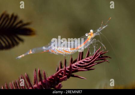 Translucent Gorgonian Commensal Shrimp, Manipontonia psamathe, with eggs on Crinoid, Comatulida Order, Tasi Tolu dive site, Dili, East Timor Stock Photo