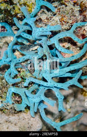 Marine sponge, Haliclona sp., Chalinidae, Anilao, Batangas, Philippines ...