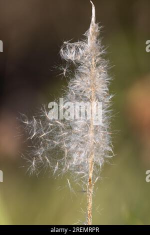 A reed or grass showing seed dispersal mechanism that is carried