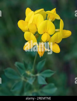 Bird's-foot trefoil, also known as eggs and bacon or granny's toenails; lotus corniculatus, member of the pea family Fabaceae on a spring morning, Stock Photo