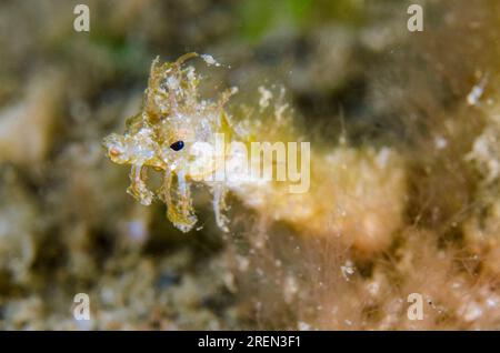 Shortpouch Pygmy Pipehorse, Acentronura brevipurula, night dive, Dili Rock East dive site, Dili, East Timor Stock Photo